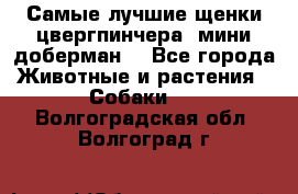 Самые лучшие щенки цвергпинчера (мини доберман) - Все города Животные и растения » Собаки   . Волгоградская обл.,Волгоград г.